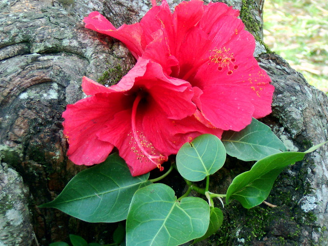 wild flower, Gangtok