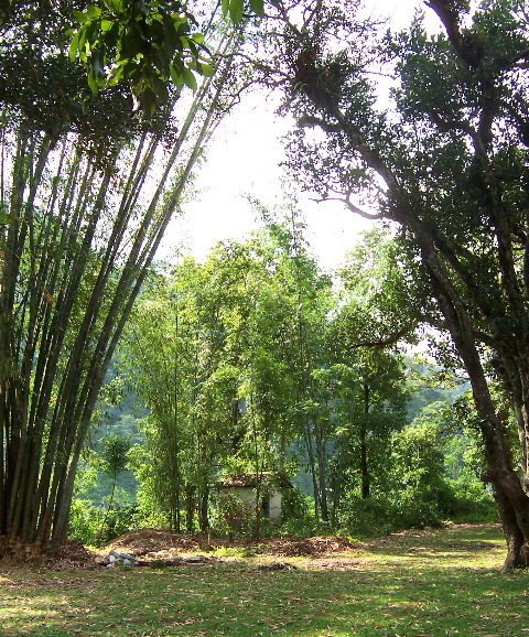 weird tree arc, Gangtok