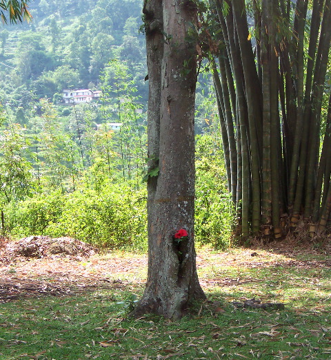 wild flower in a tree