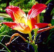 flower, high contrast