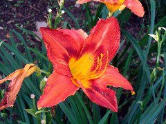 flower, samsara gardens