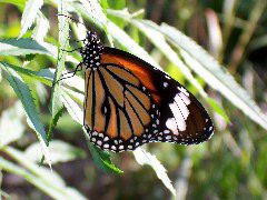 butterfly closeup copy