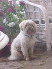 foggy doggie