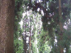 Darjeeling trees