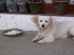 Darjeeling dog