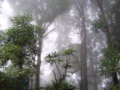 fog, darjeeling zoo