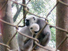 monkeys