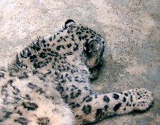 white tiger