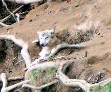 wolf