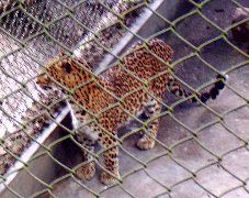 leopard
