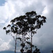 trees in Gangtok