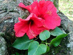 wild flower, Gangtok