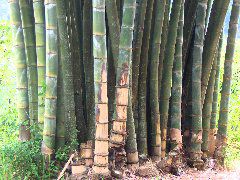palm tree group hug, Gangtok