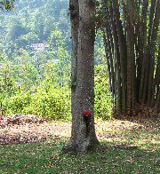 wild flower in a tree